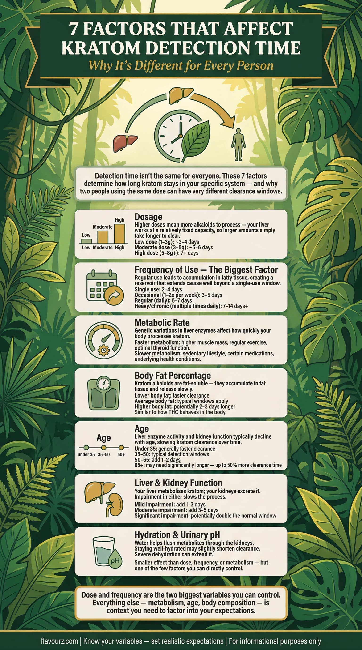 infographic for 7 Factors That Affect Kratom Detection Time